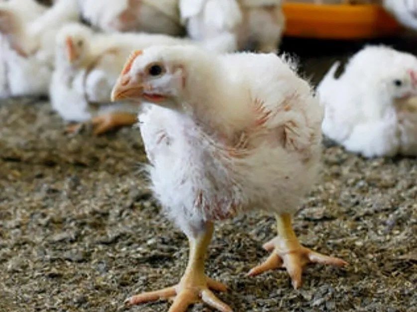 Кури бройлер живою вагою