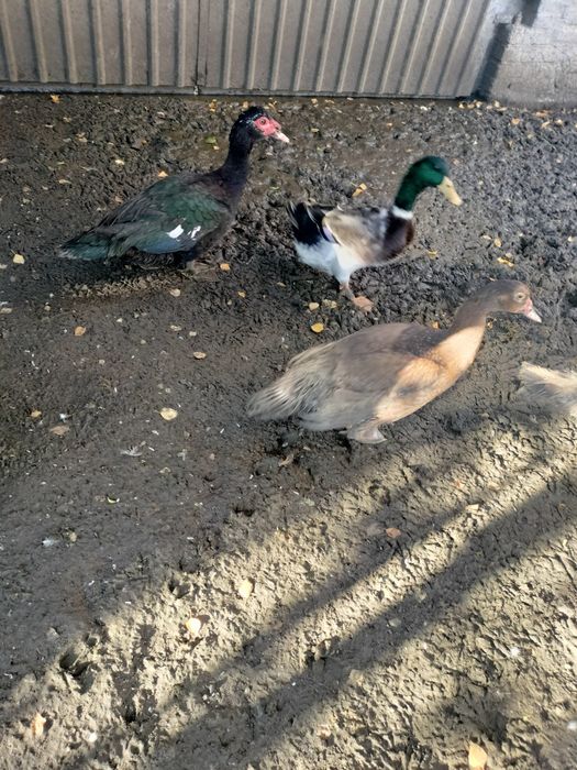 Kaczki staropolskie młode