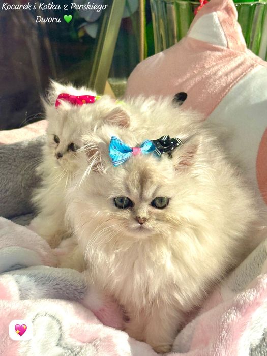 Kotka Perska z Rodowodem i Chipem Gotowa do odbioru