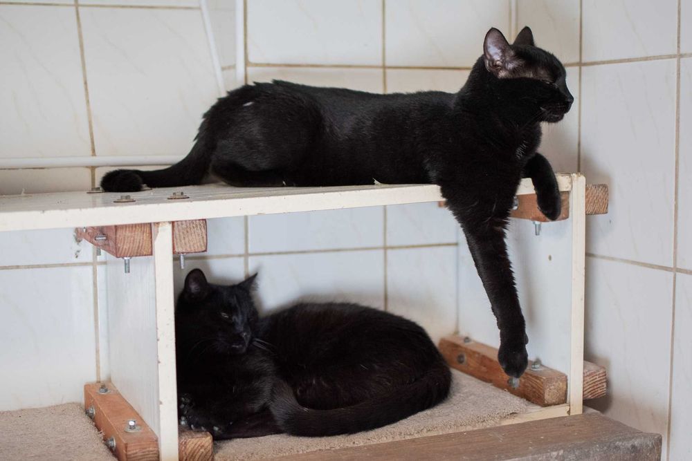 Metis – energiczna, czarna kotka do adopcji!