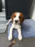 Oddam suczkę Beagle 4 m-ce