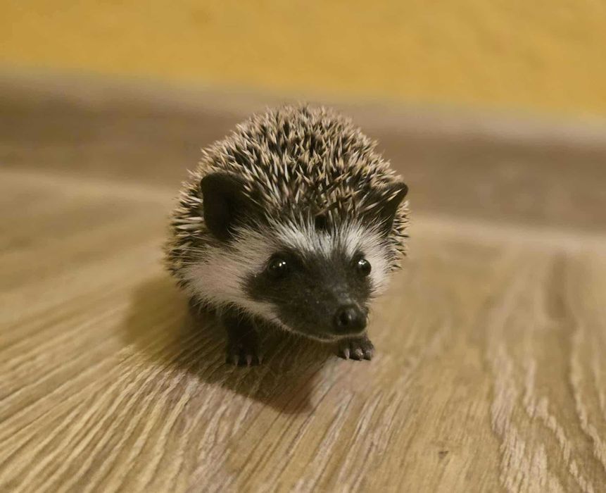 Sprzedam Jeża Pigmejskiego