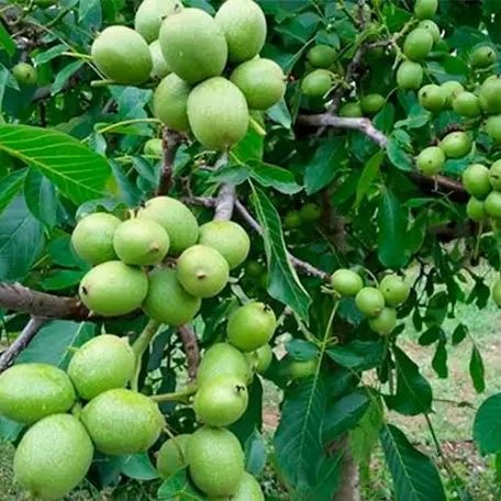 Саджанці грецького горіха, фундука