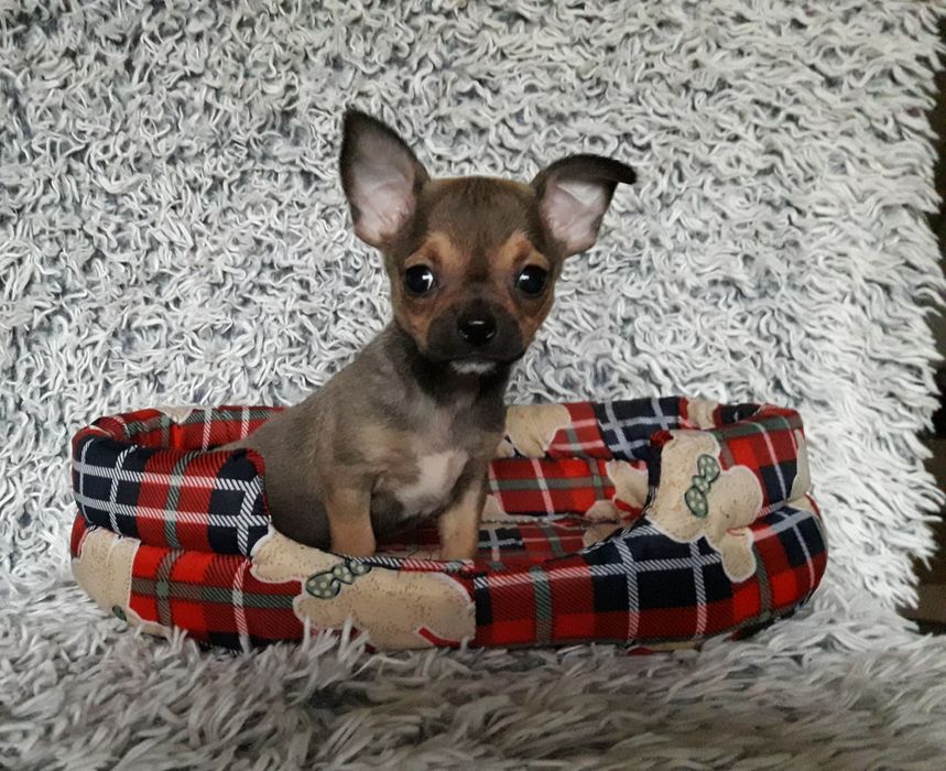 Chihuahua piasek krótkowłosy