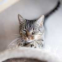 Jadzia koteczka z FIV+ szuka pilnie domu