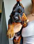 Doberman wyjątkowe szczenię (samiec) z Neverland Ranch Kennel line FCI