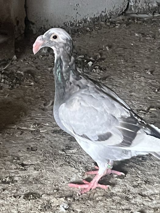 Gołąbie rzeszowskie