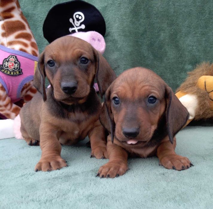 Jamnik standardowy krótkowłose szczenię szczeniaki FCI