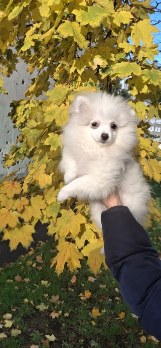 Блондинка, чудова шпiцуля, гарне малятко на долоню! Доставка, 4 мic.