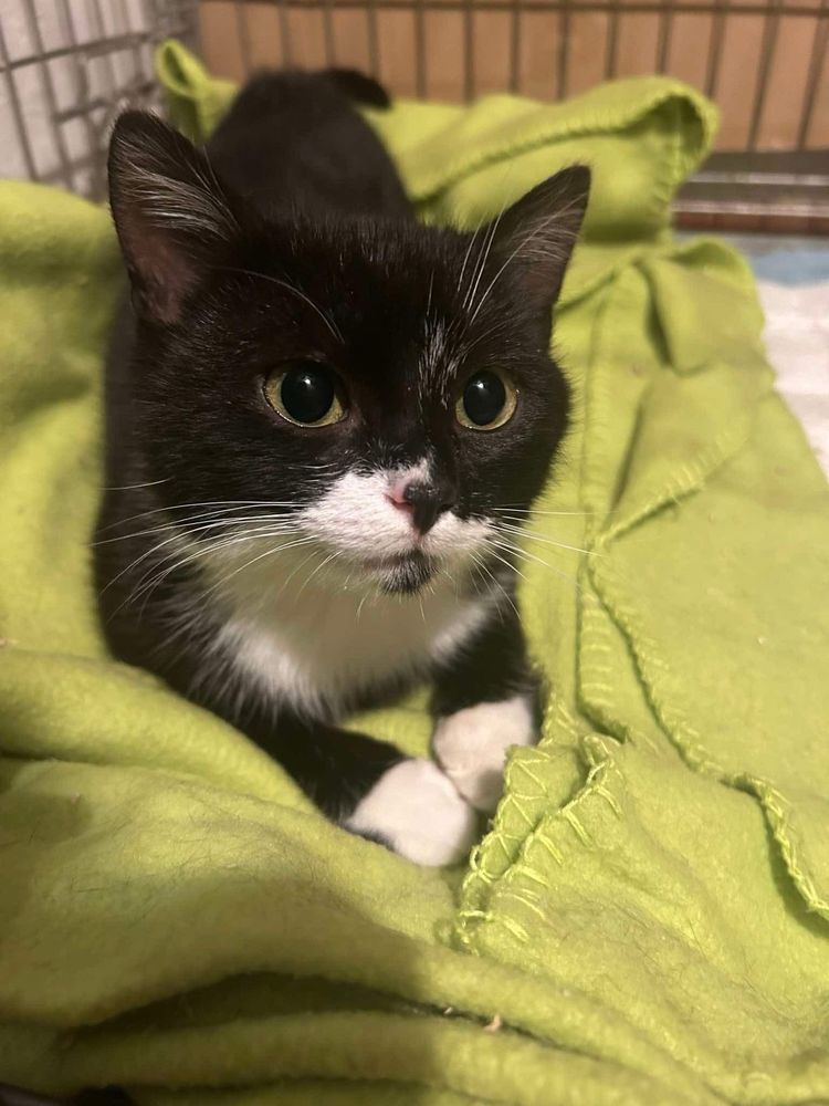 Kotek Sękacz do adopcji