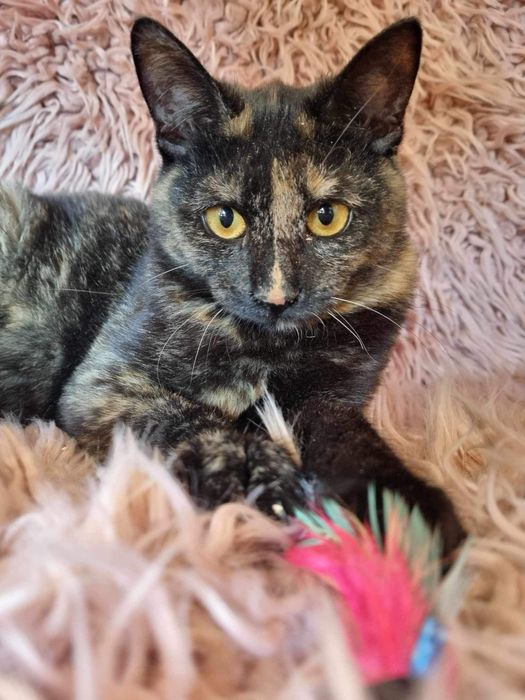 Urocze kociaki szukają domku