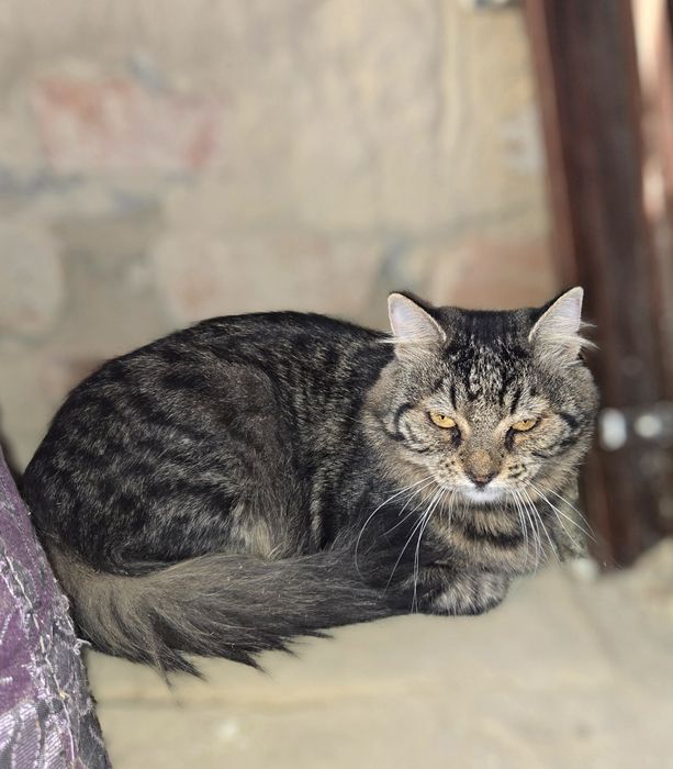 Спокійний котик 7-8 років