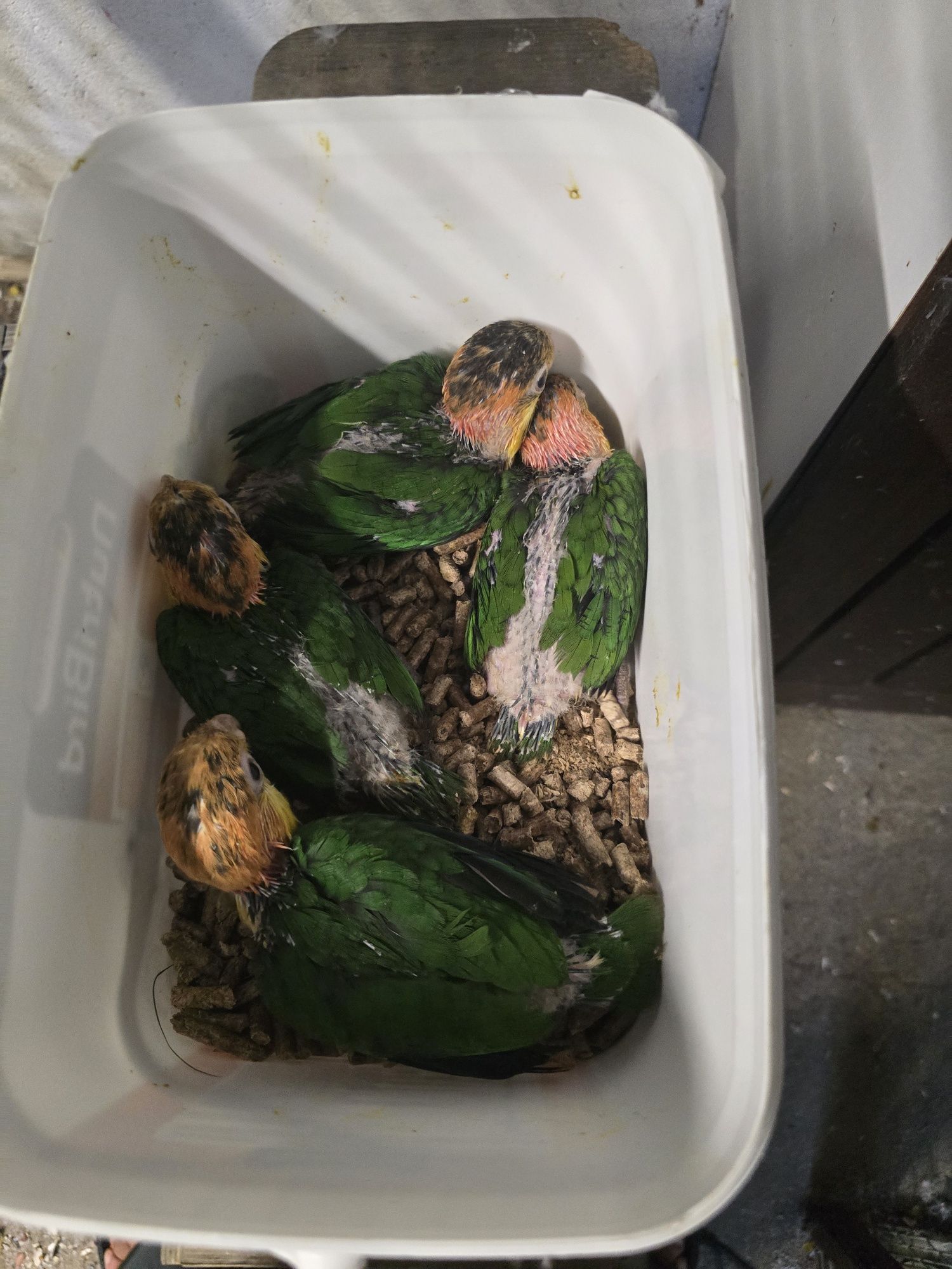 Marianinhas cabeça canela