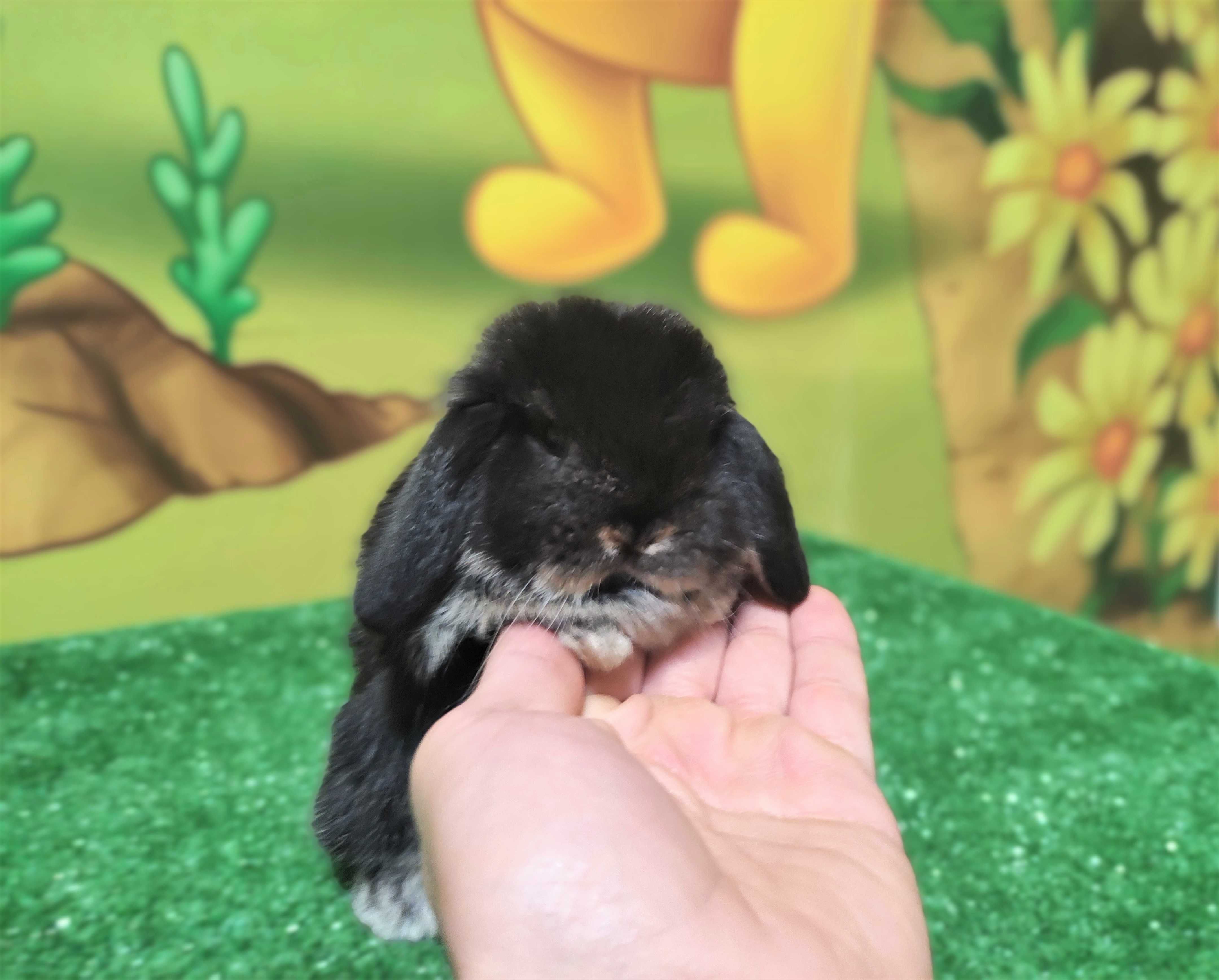 Mini Lop czarny królik baranek miniaturka teddy black otter