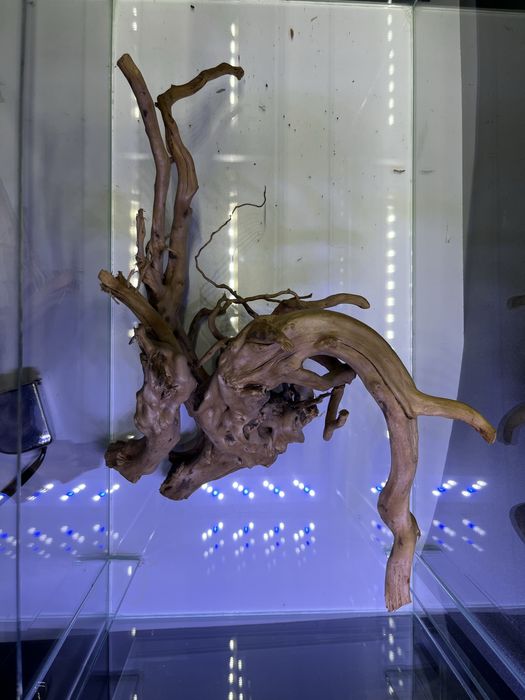 Korzeń red moor wood nr9