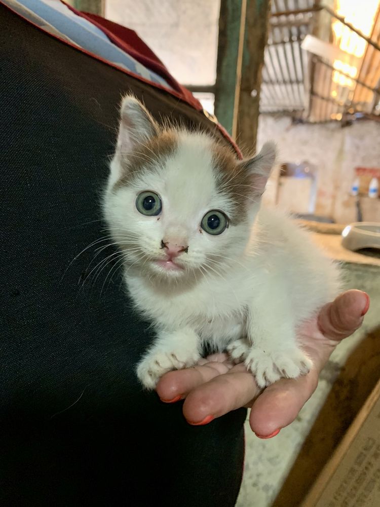 Gatinho para adoção