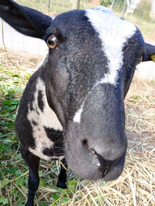 Borrego (anho 9 meses)
