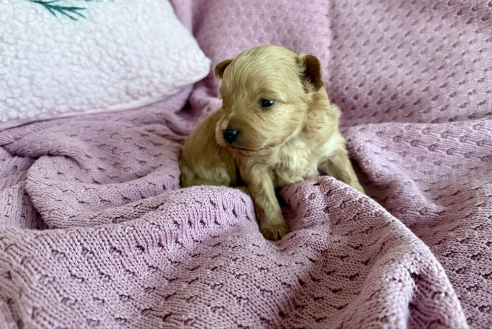 Pomeranian szpic miniaturowy