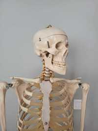 Szkielet anatomiczny człowieka na stojaku
