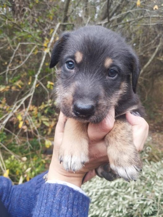 Mel para adoção muito responsável