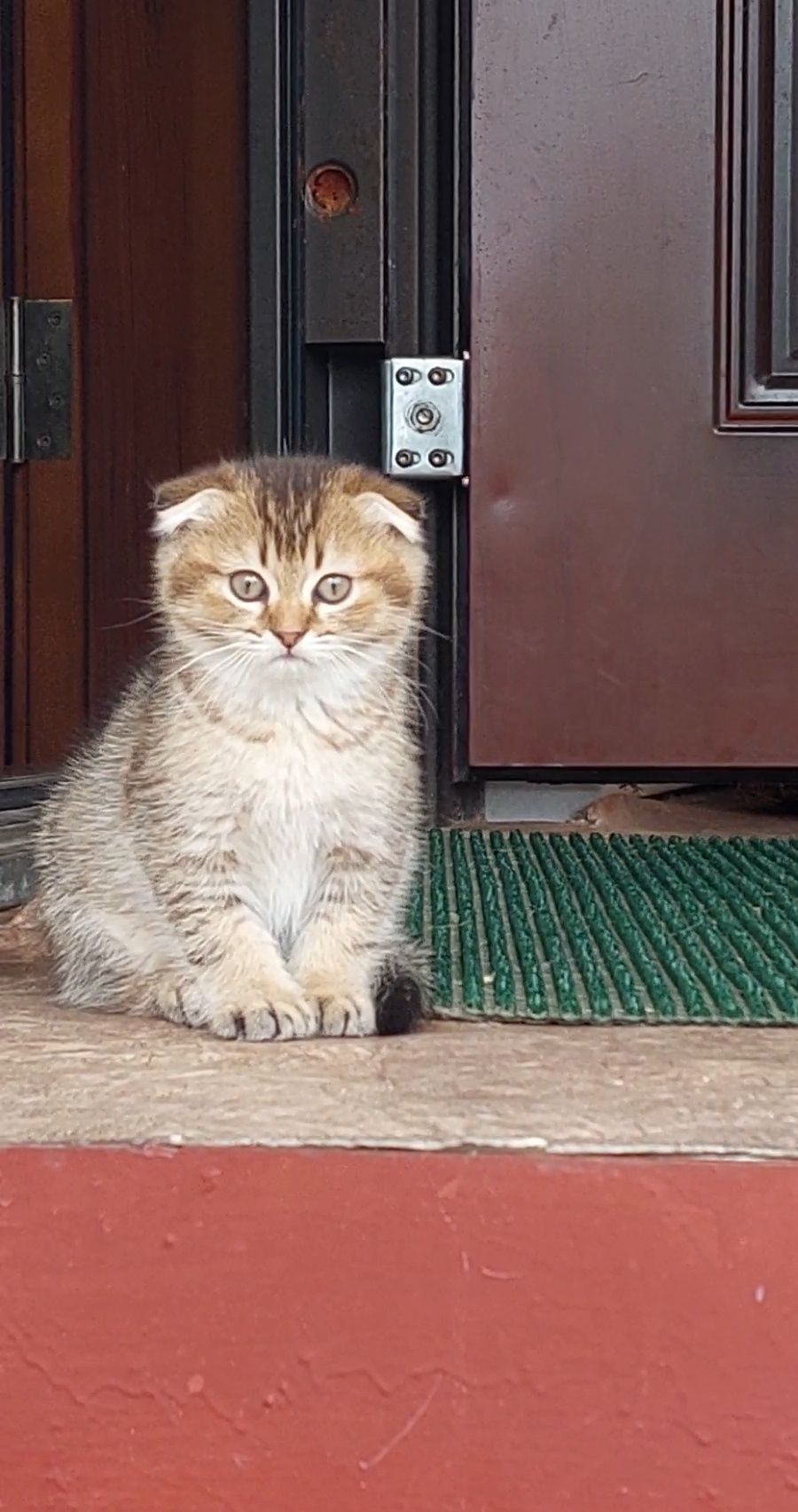 Шотландские вислоухие,  прямоухие котята