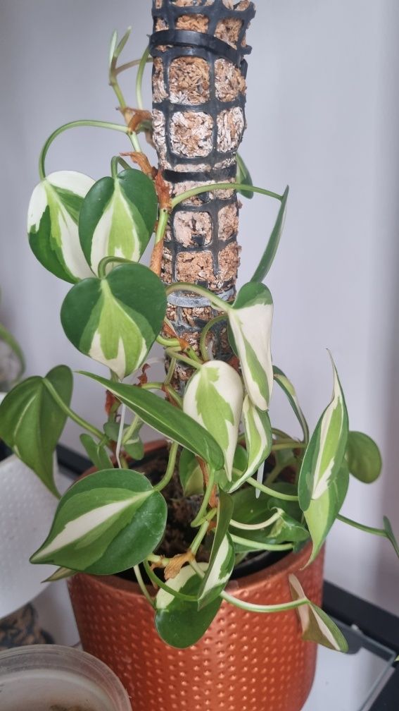 Philodendron Cream Splash - wyjątkowe wybarwienie