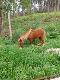 Animais do campo