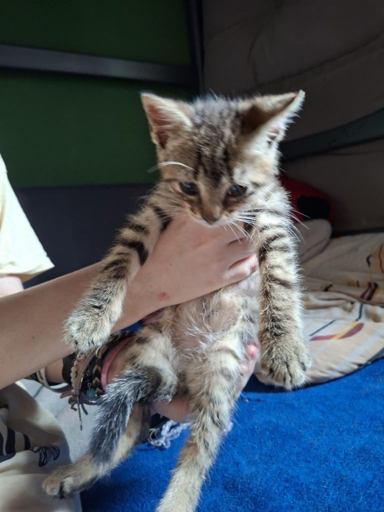 Kotki do adopcji