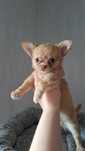 Suczka chihuahua długowłosa choco merle
