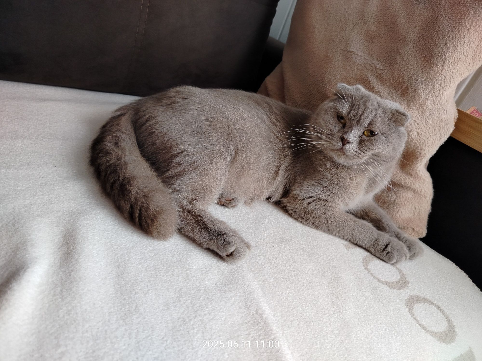Кошенята, Котята, котики
