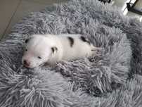 Piesek Jack Russell Terrier