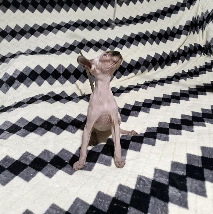 Мальчик. Порода Эльф.