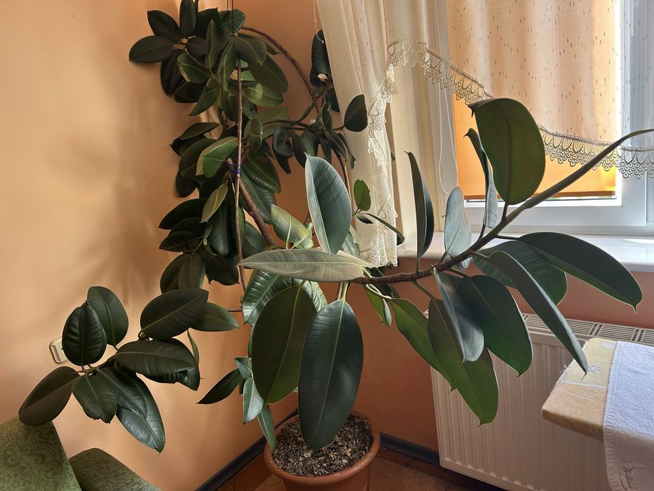 Duży fikus sprężysty (Ficus elastica) – roślina doniczkowa