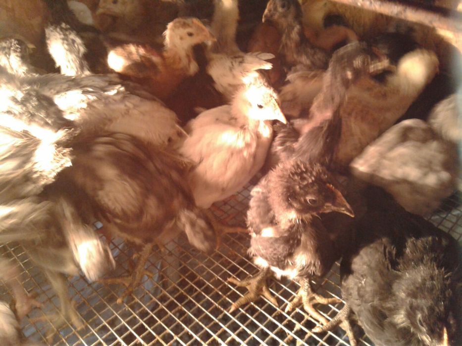 Курчата домашні м'ясо яєчна порода Джерси  вивод 05.02.23