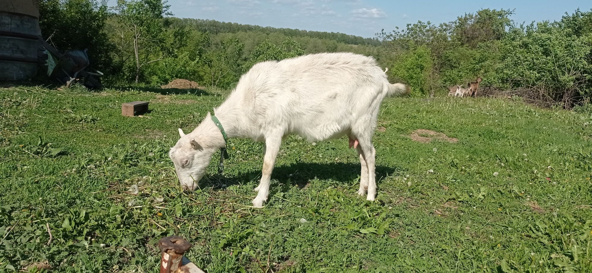 Коза Альпо-Ламанча