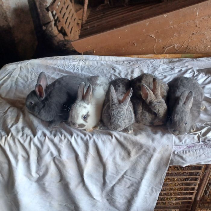 Vendo coelhos anões