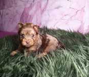 Piesek Choco Merle Yorkshire Terrier - czekoladowy - niebieskie oczy