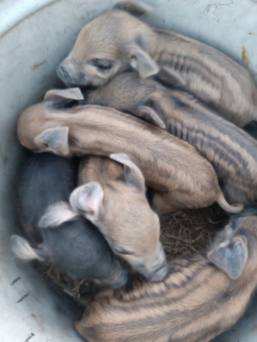 Продам маленькіх поросят , венгерской мангалиці,чистопородні