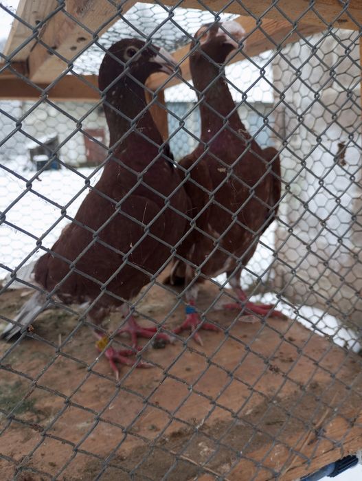 Gołębie rzeszowskie