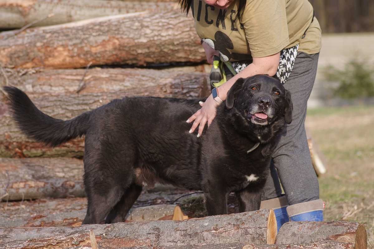 labrador mix Waligóra szuka domu schronisko Zgierz-aktualne