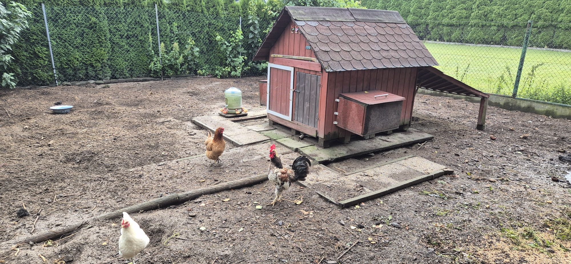 Kurnik wraz całym stadkiem kur