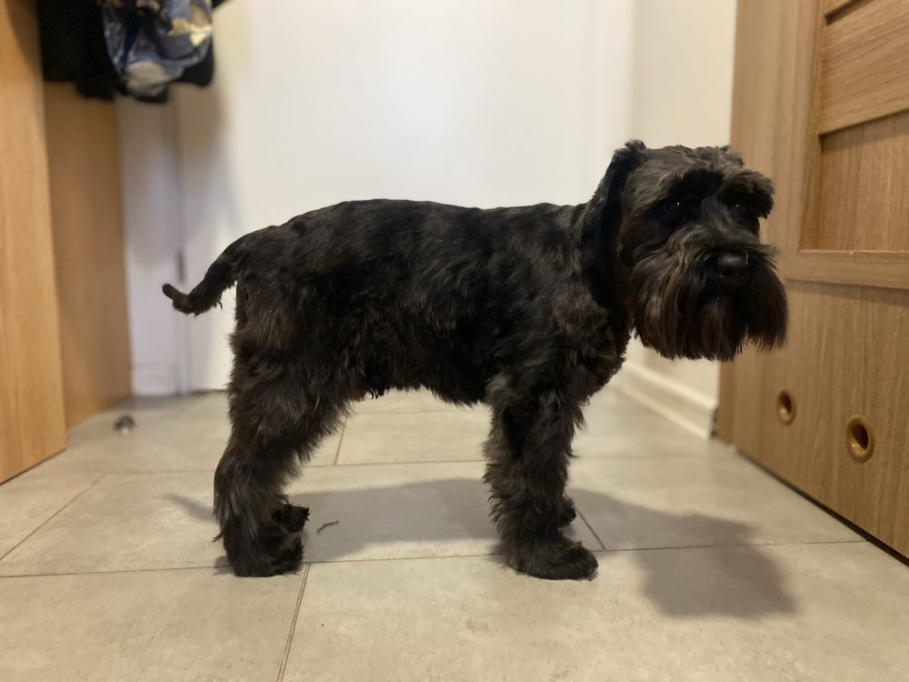Strzyżenie Psów | PSI GROOMER | Wrocław