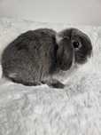 Królik Mini Lop do hodowli geny Niemieckie, Francuskie plus klatki