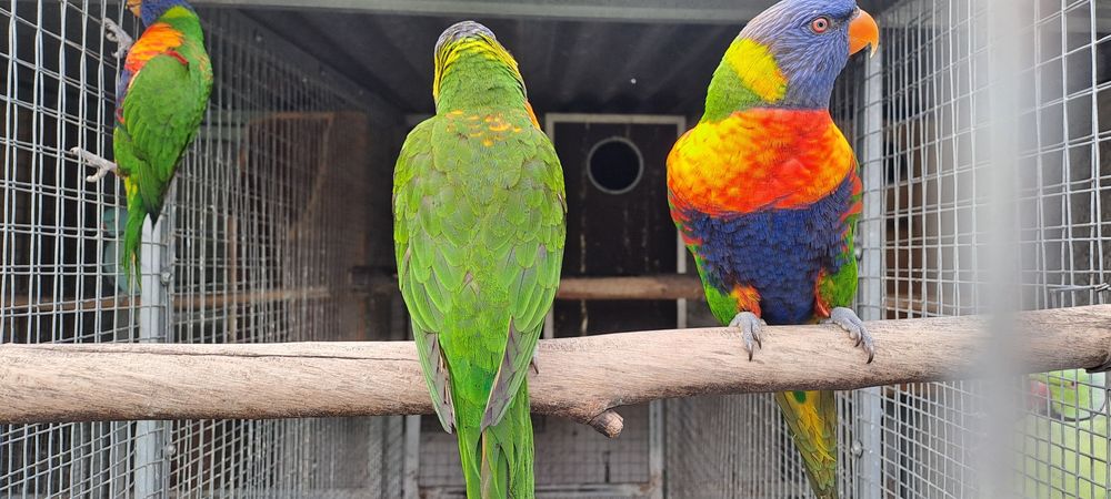 Casal Loris molucanos