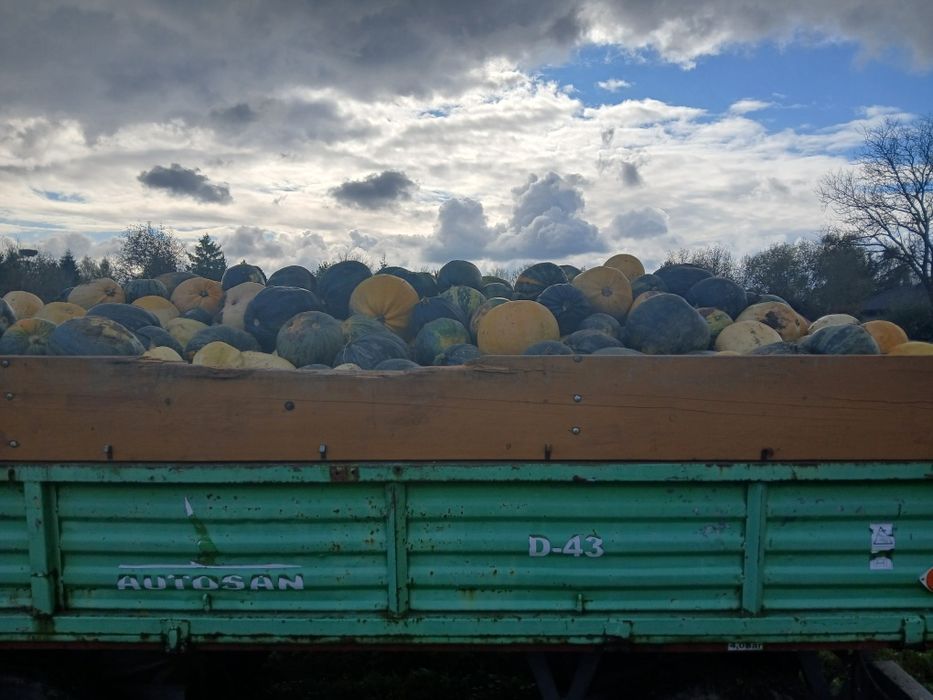 Dynie 0.5zł za kilogram