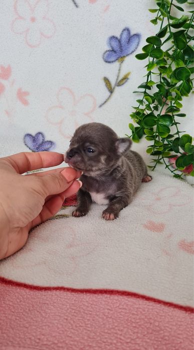 Excelente mini mini blue Chihuahua/Chiuaua Linhagem Russa de Qualidade