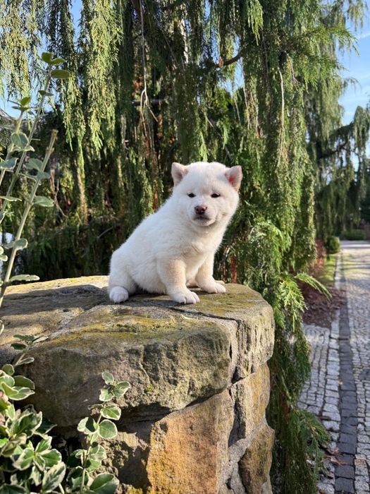 Szczeniaczki shiba Inu FCI