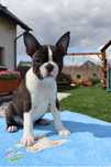 Boston Terrier suczka FCI ZKwP gotowa do obioru