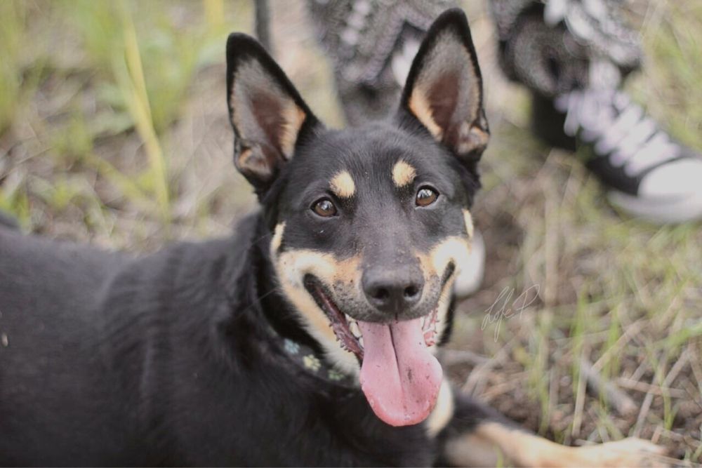 Uśmiechnięty, wesoły i przyjacielski Lisek szuka domu!