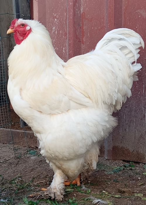 Aves Ornamentais Brahmas várias mutações